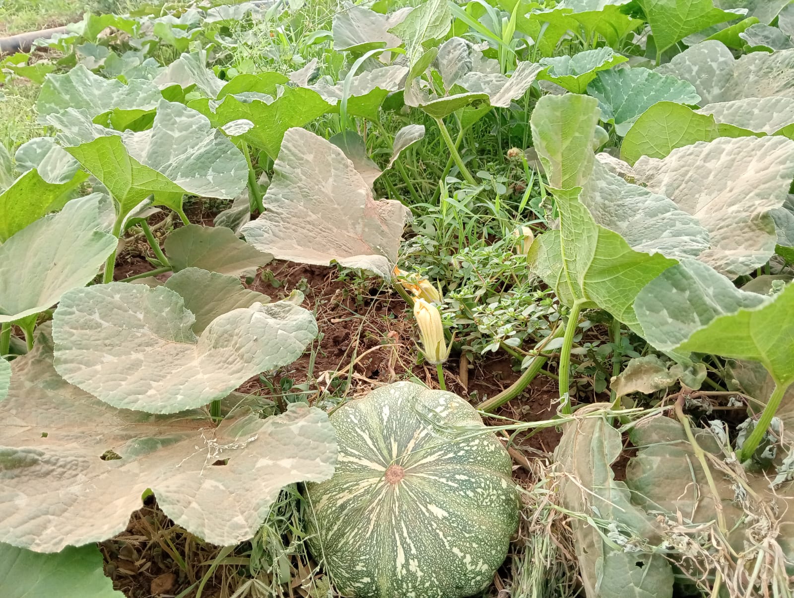 Pumpkin growing in a STEP-supported kitchen garden